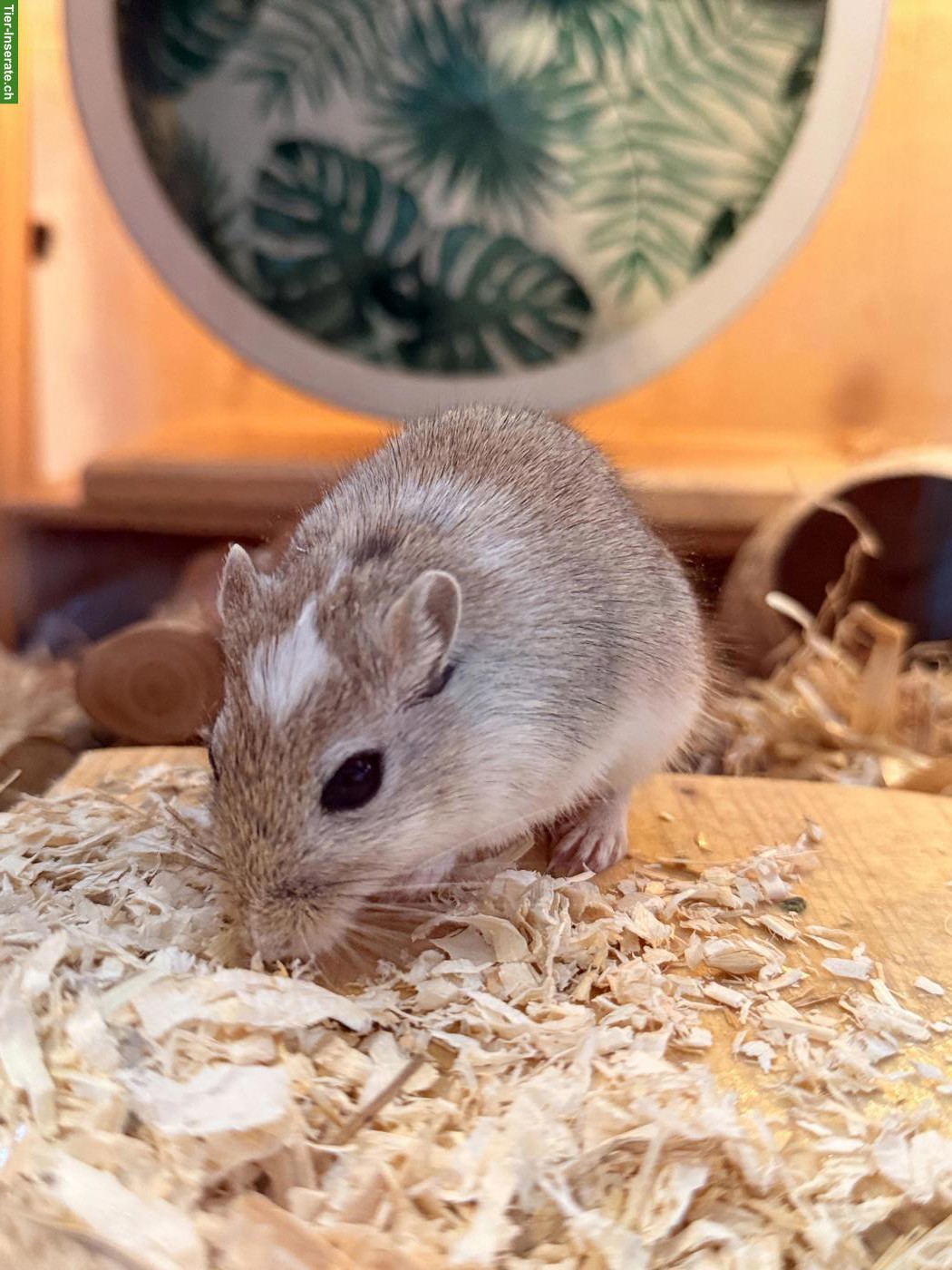 Bild 3: Rennmaus Männchen: Pico und Taco