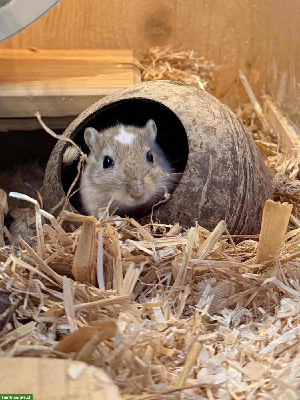 Bild 4: Rennmaus Männchen: Pico und Taco