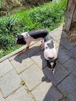 Göttinger-Gantrisch Minipigs, schwarzweiß