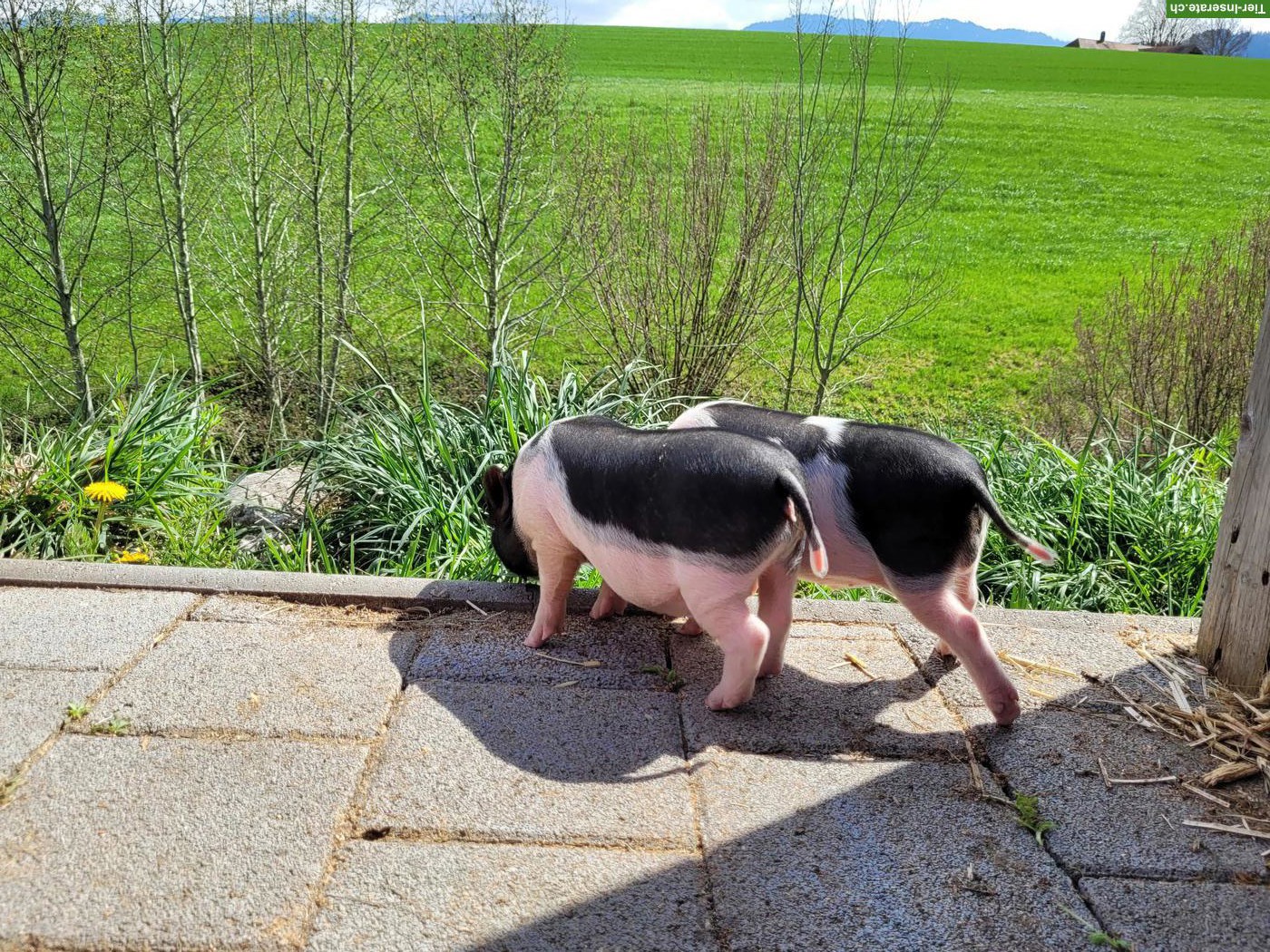 Bild 2: Göttinger-Gantrisch Minipigs, schwarzweiß