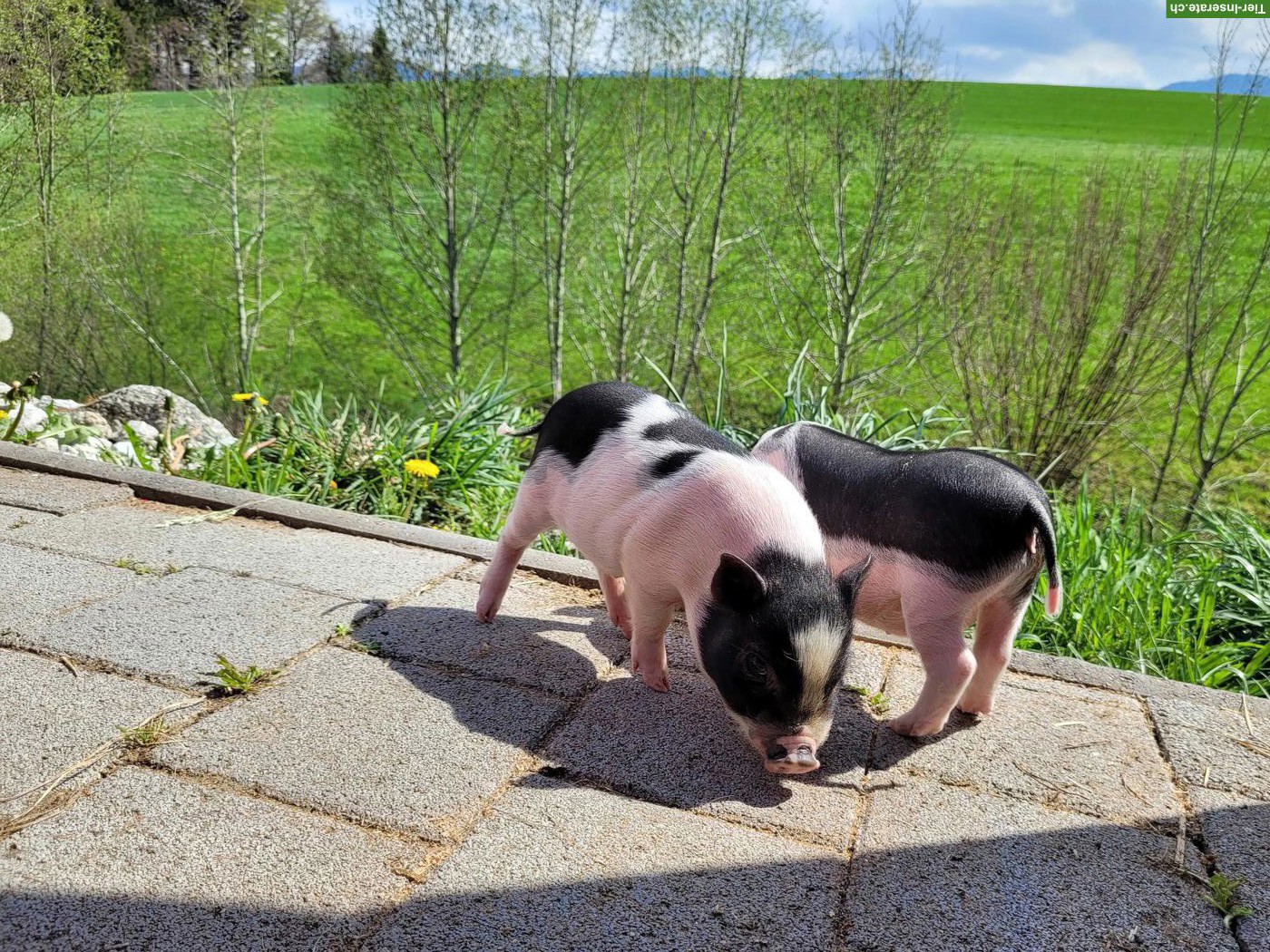 Bild 3: Göttinger-Gantrisch Minipigs, schwarzweiß