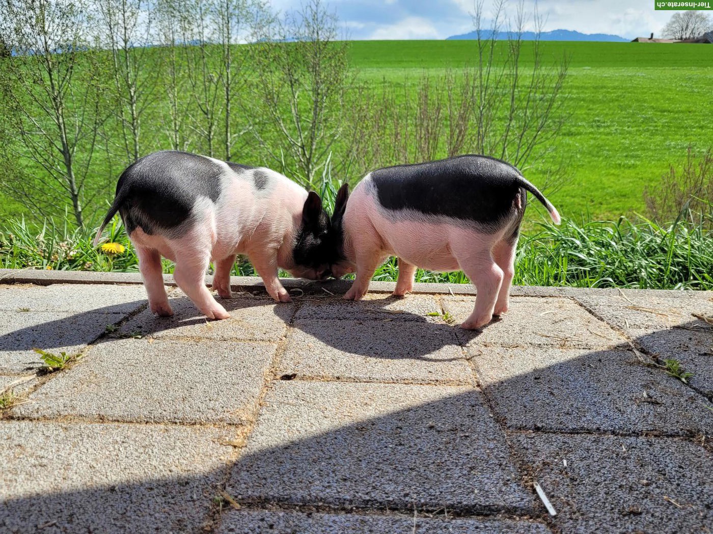 Bild 4: Göttinger-Gantrisch Minipigs, schwarzweiß