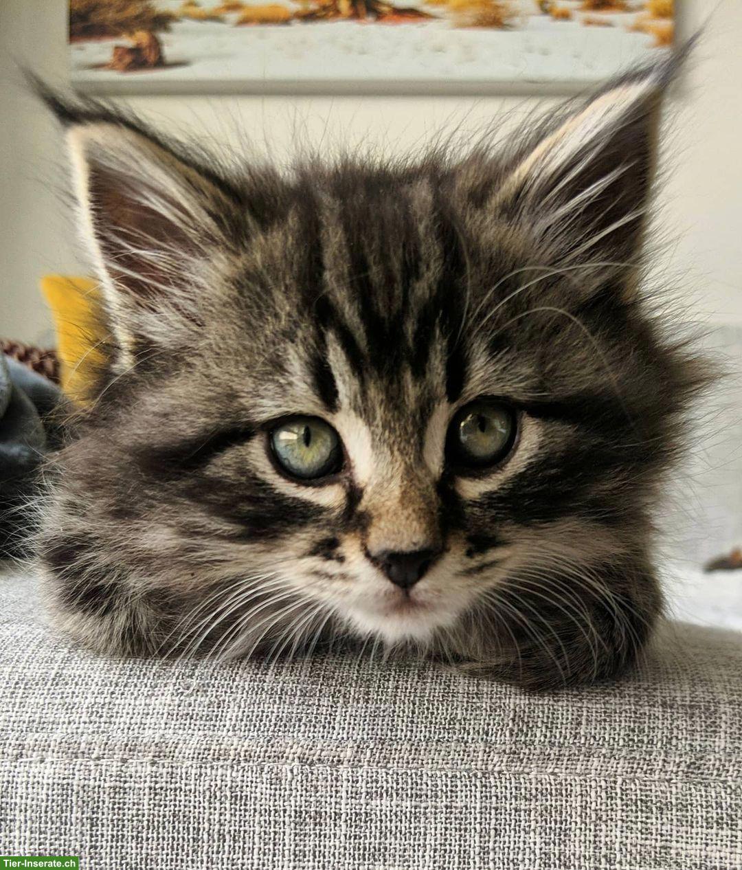 Junges Kätzchen, weiblich, sehr verschmust zu vergeben