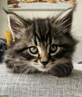 Wunderschönes Kätzchen, weiblich, sehr verschmust zu vergeben