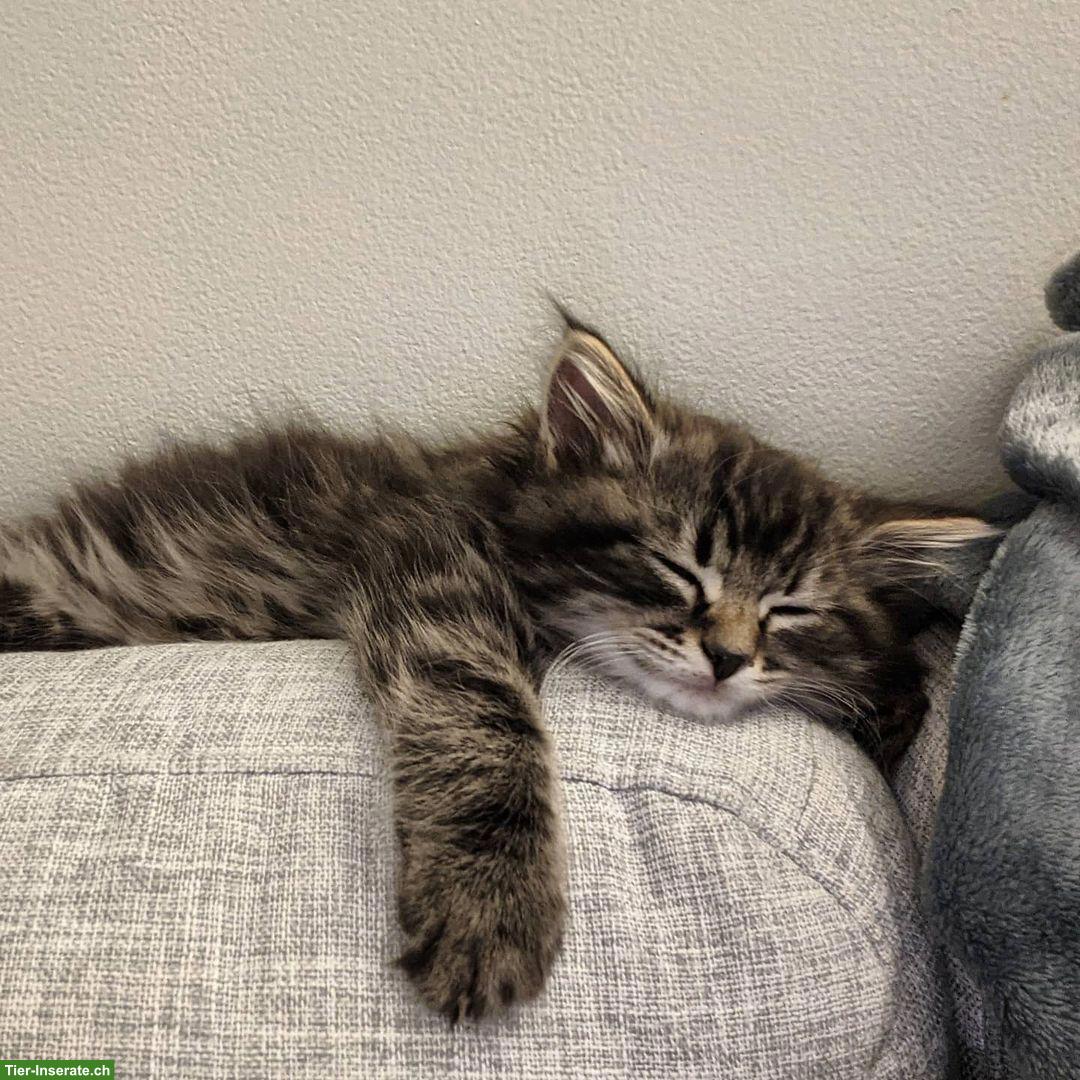 Bild 2: Junges Kätzchen, weiblich, sehr verschmust zu vergeben