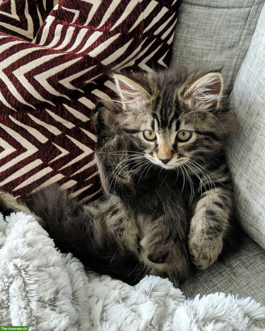 Bild 3: Junges Kätzchen, weiblich, sehr verschmust zu vergeben