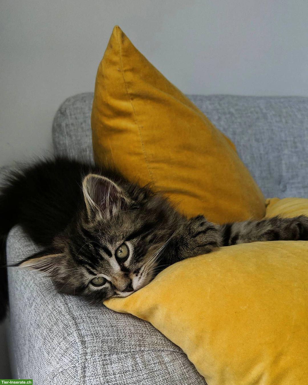 Bild 4: Junges Kätzchen, weiblich, sehr verschmust zu vergeben