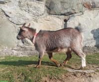 Zwergziege ca. 3-jährig zu verkaufen