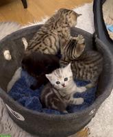 Britisch Kurzhaar Kitten suchen ein liebes Zuhause