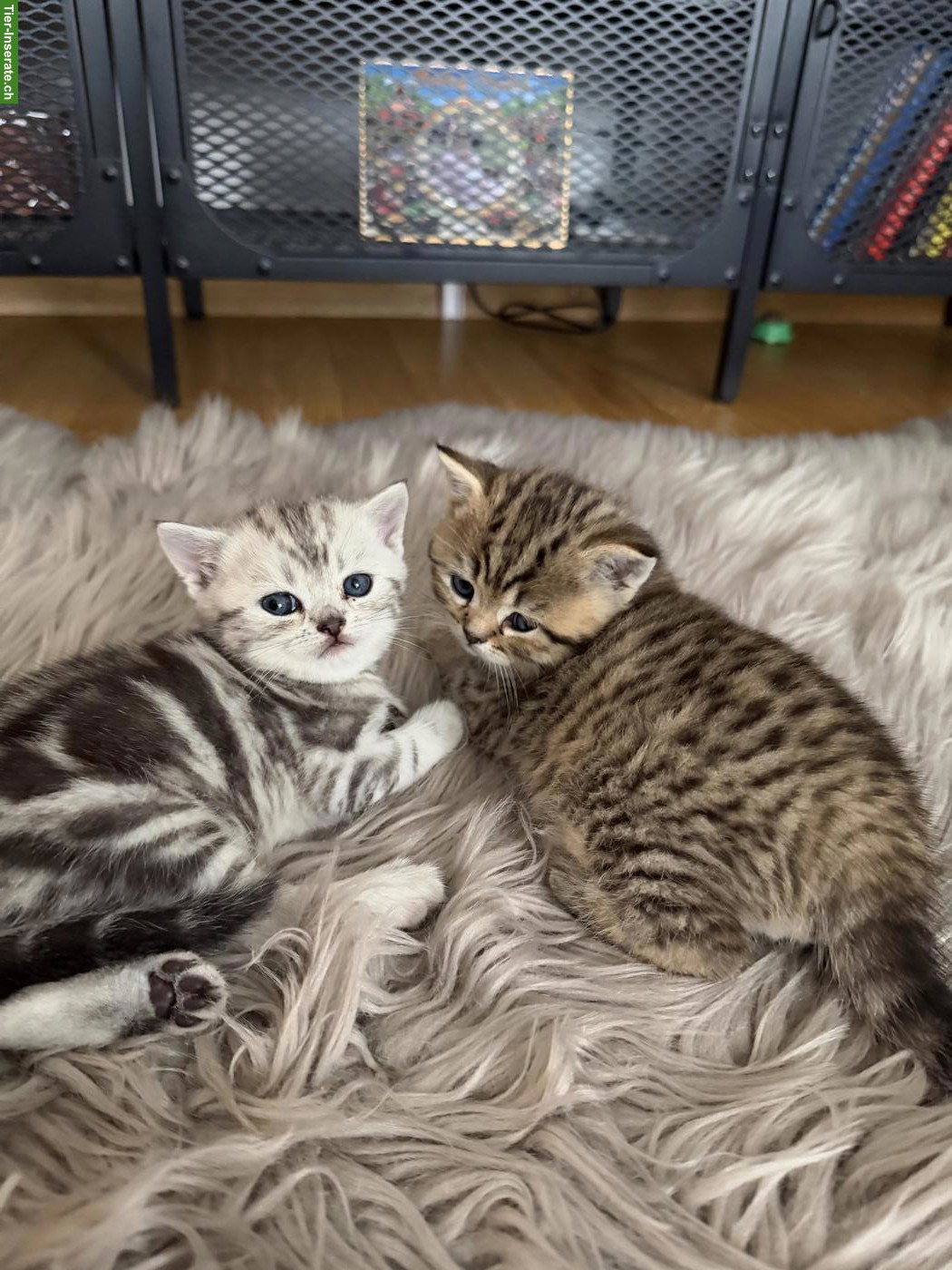 Bild 2: Britisch Kurzhaar Kitten suchen ein liebes Zuhause