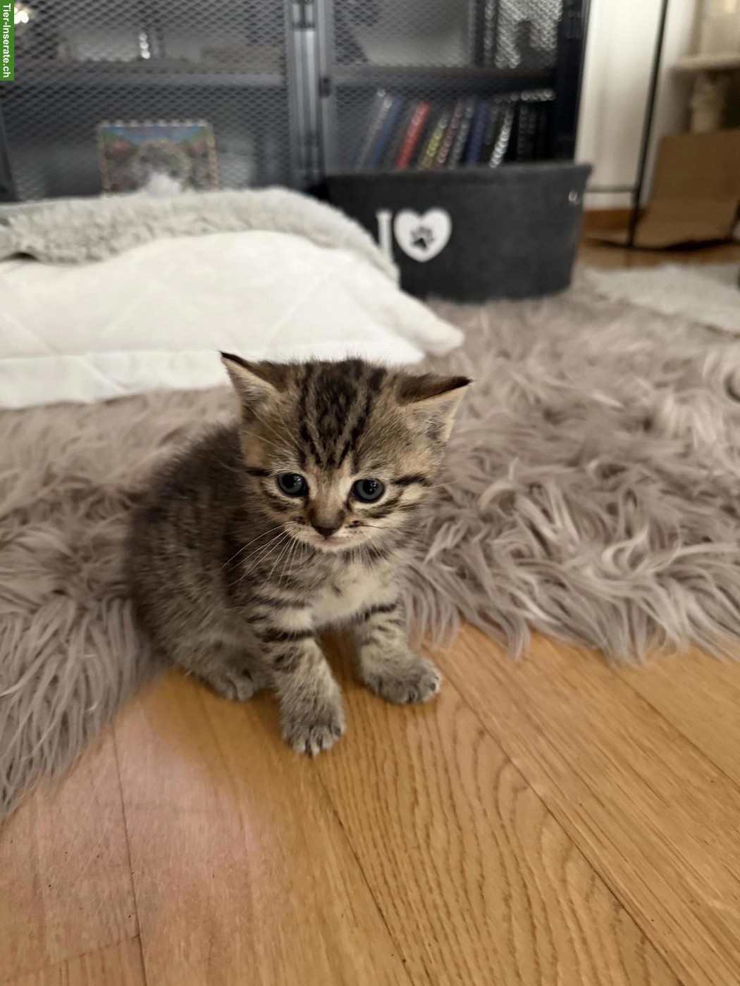 Bild 3: Britisch Kurzhaar Kitten suchen ein liebes Zuhause