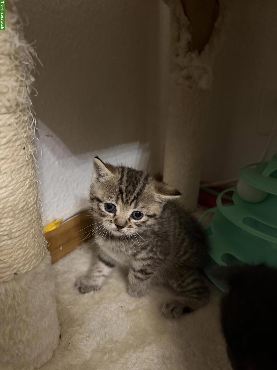 Bild 4: Britisch Kurzhaar Kitten suchen ein liebes Zuhause