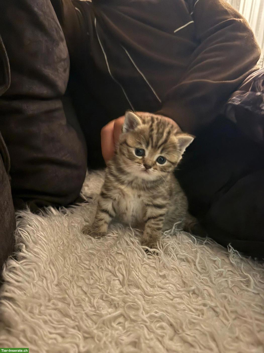 Bild 5: Britisch Kurzhaar Kitten suchen ein liebes Zuhause