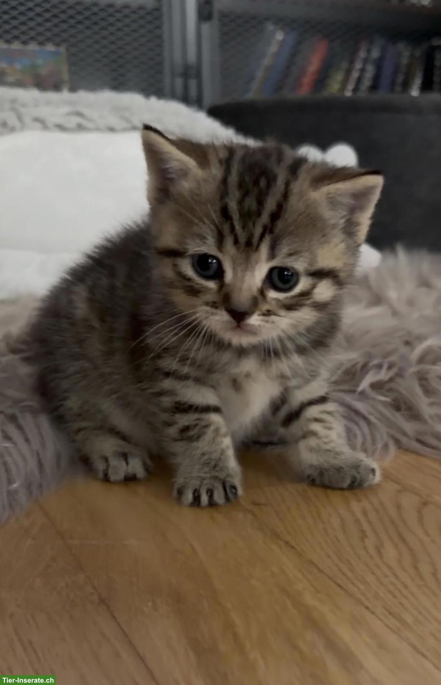 Bild 6: Britisch Kurzhaar Kitten suchen ein liebes Zuhause