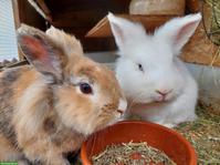 2 Zwergkaninchen, Weibchen + Männchen zu verkaufen