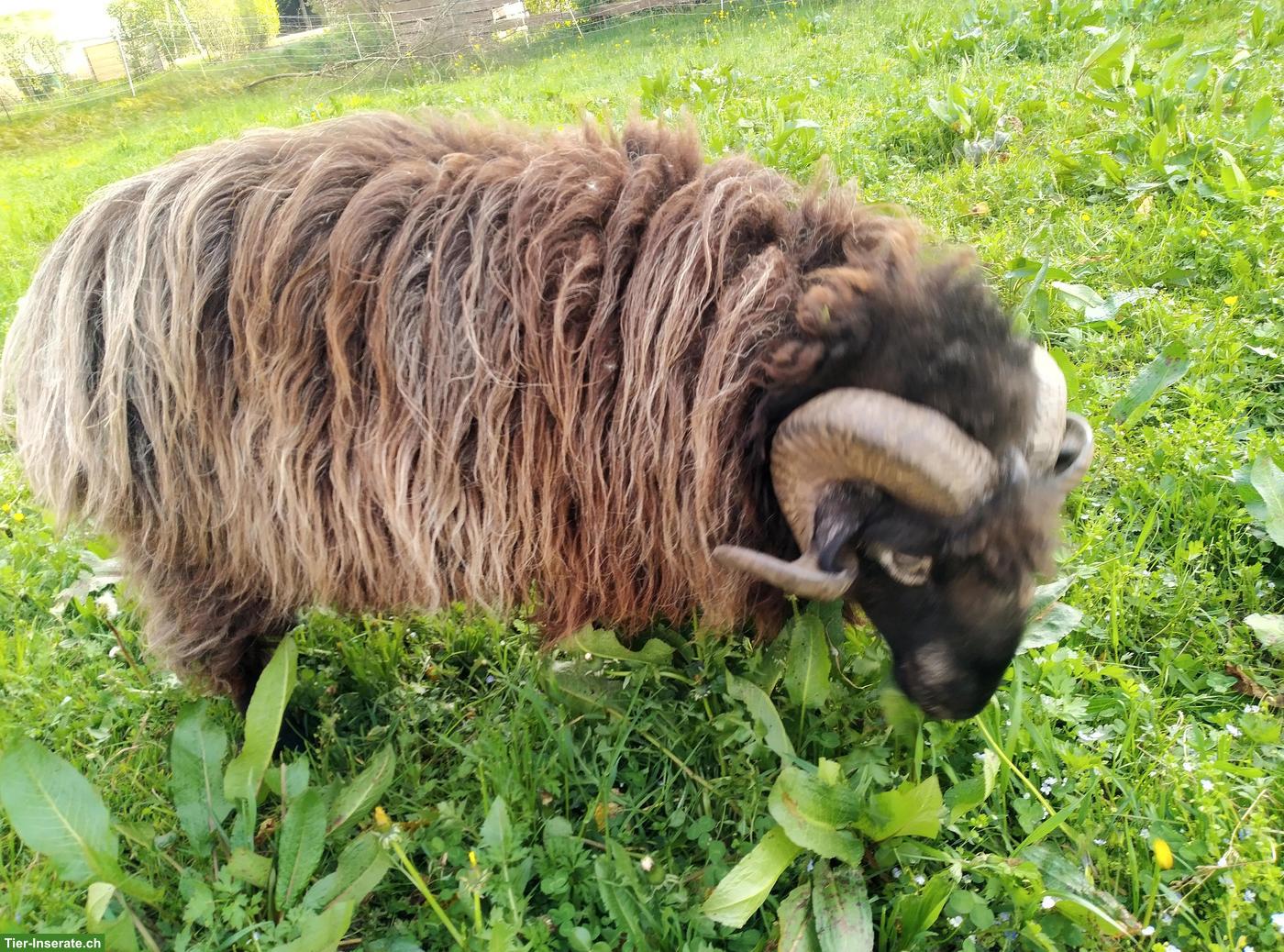 Krainer Steinschafbock zu verkaufen