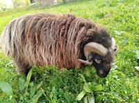 Krainer Steinschafbock zu verkaufen