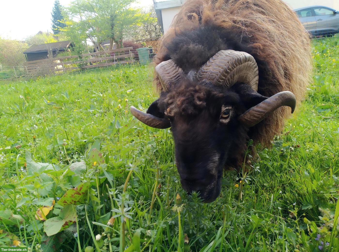 Bild 2: Krainer Steinschafbock zu verkaufen