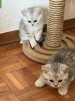 Britisch Kurzhaar Babykatzen suchen ein Zuhause
