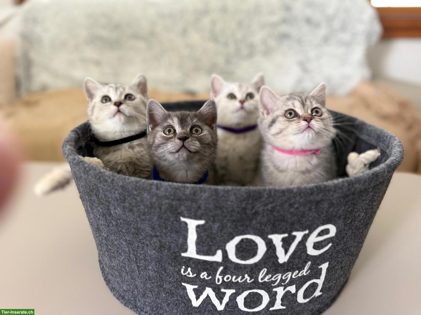 Bild 2: Britisch Kurzhaar Babykatzen suchen ein Zuhause