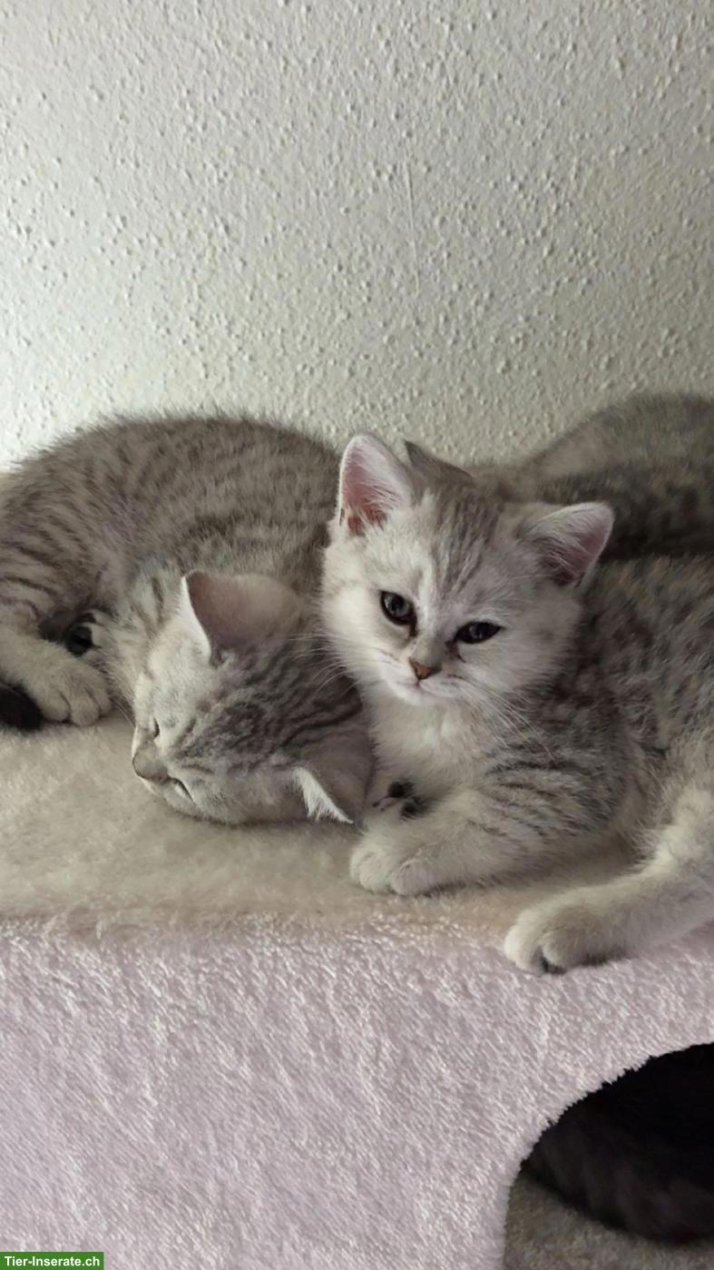 Bild 3: Britisch Kurzhaar Babykatzen suchen ein Zuhause