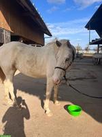 Aquarell Appaloosa Stute