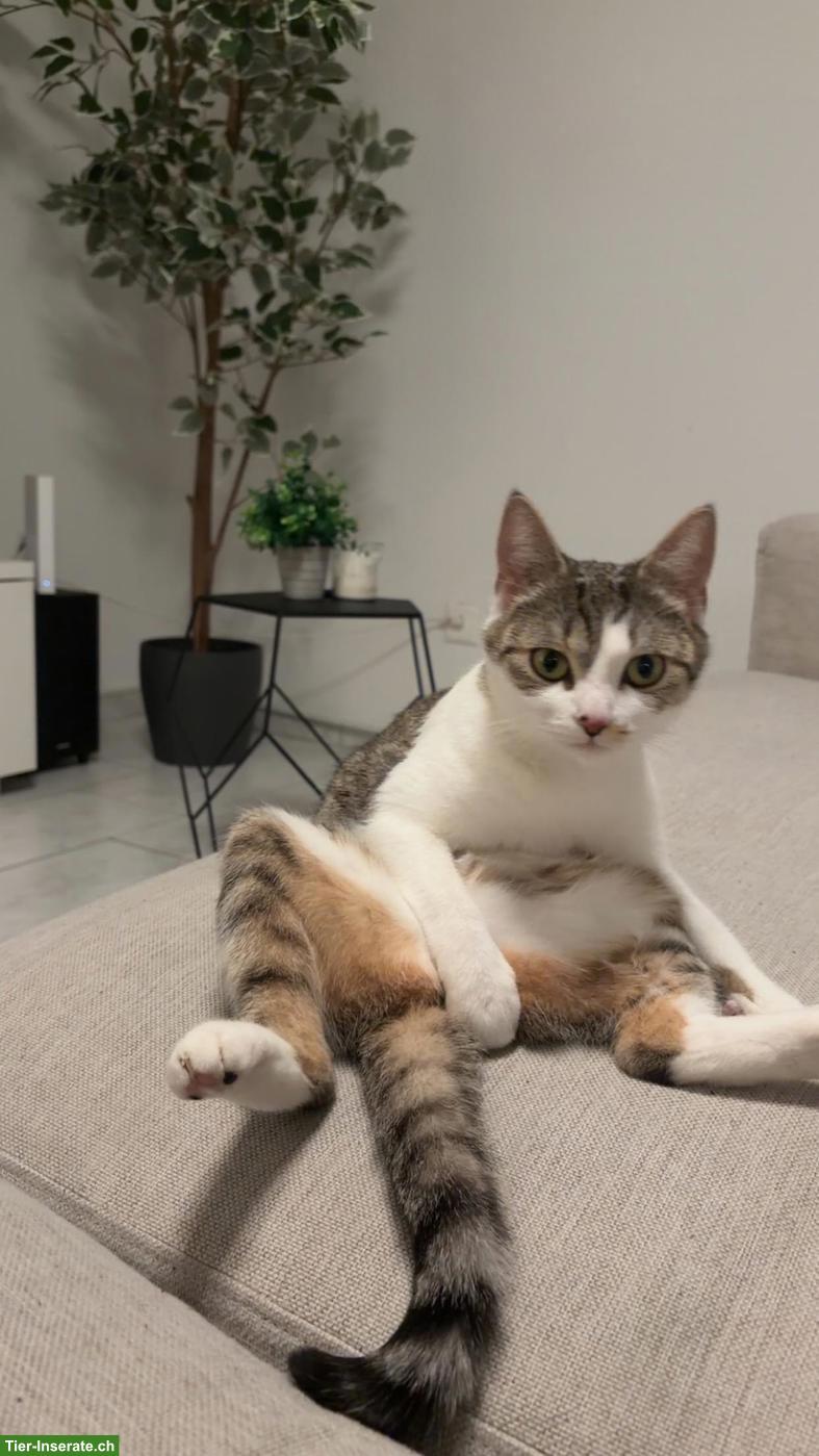 Britisch Kurzhaar Mix Katze zu verkaufen mit Zubehör