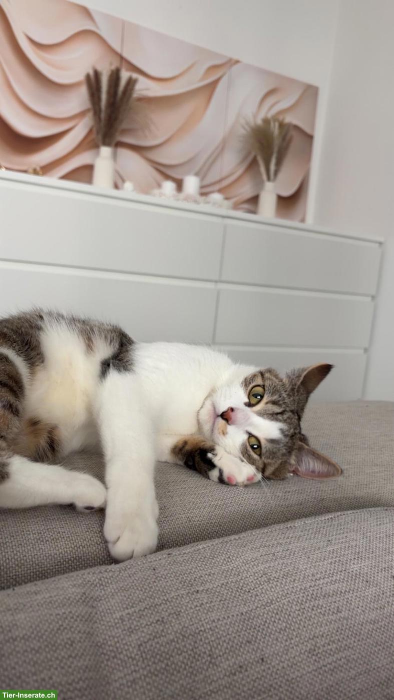 Bild 2: Britisch Kurzhaar Mix Katze zu verkaufen mit Zubehör