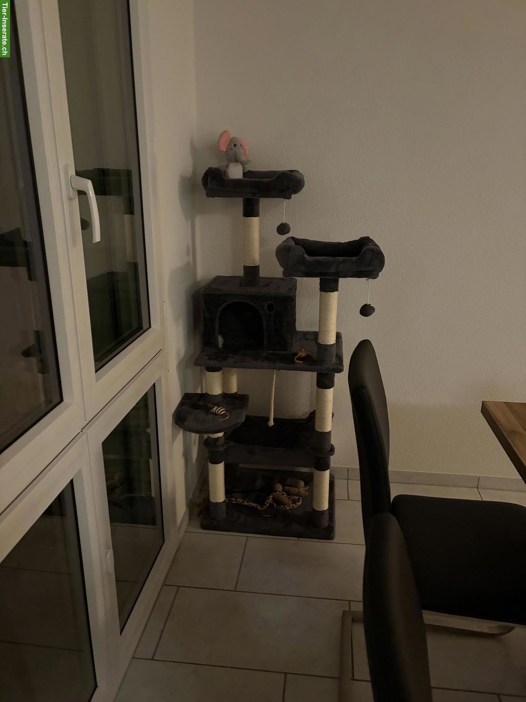 Bild 3: Britisch Kurzhaar Mix Katze zu verkaufen mit Zubehör