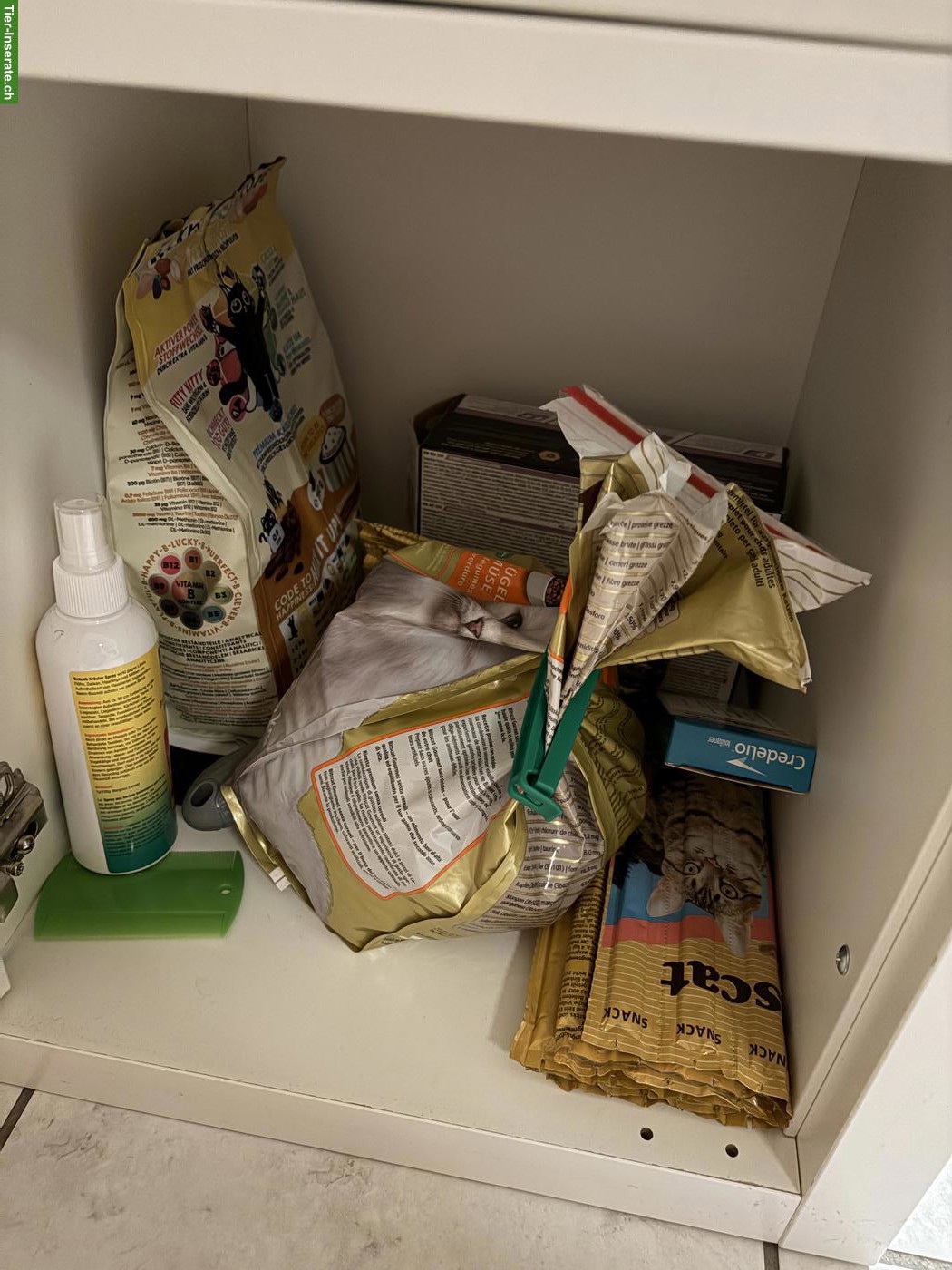 Bild 4: Britisch Kurzhaar Mix Katze zu verkaufen mit Zubehör