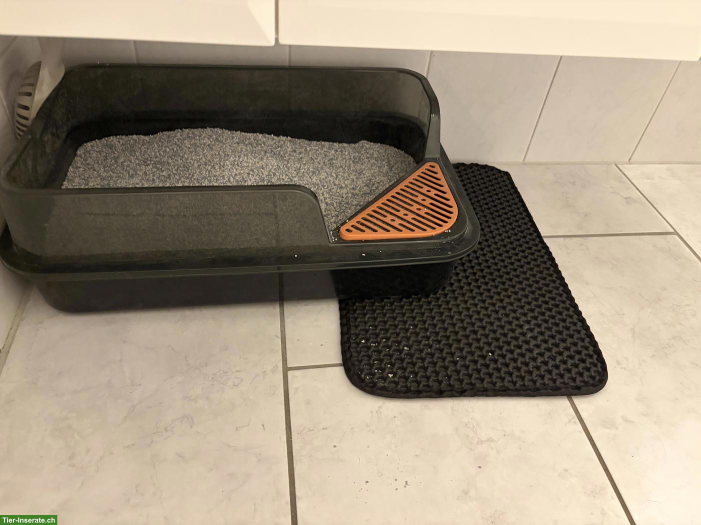 Bild 5: Britisch Kurzhaar Mix Katze zu verkaufen mit Zubehör