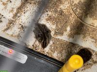 6 Wachtelküken suchen ein tolles Zuhause