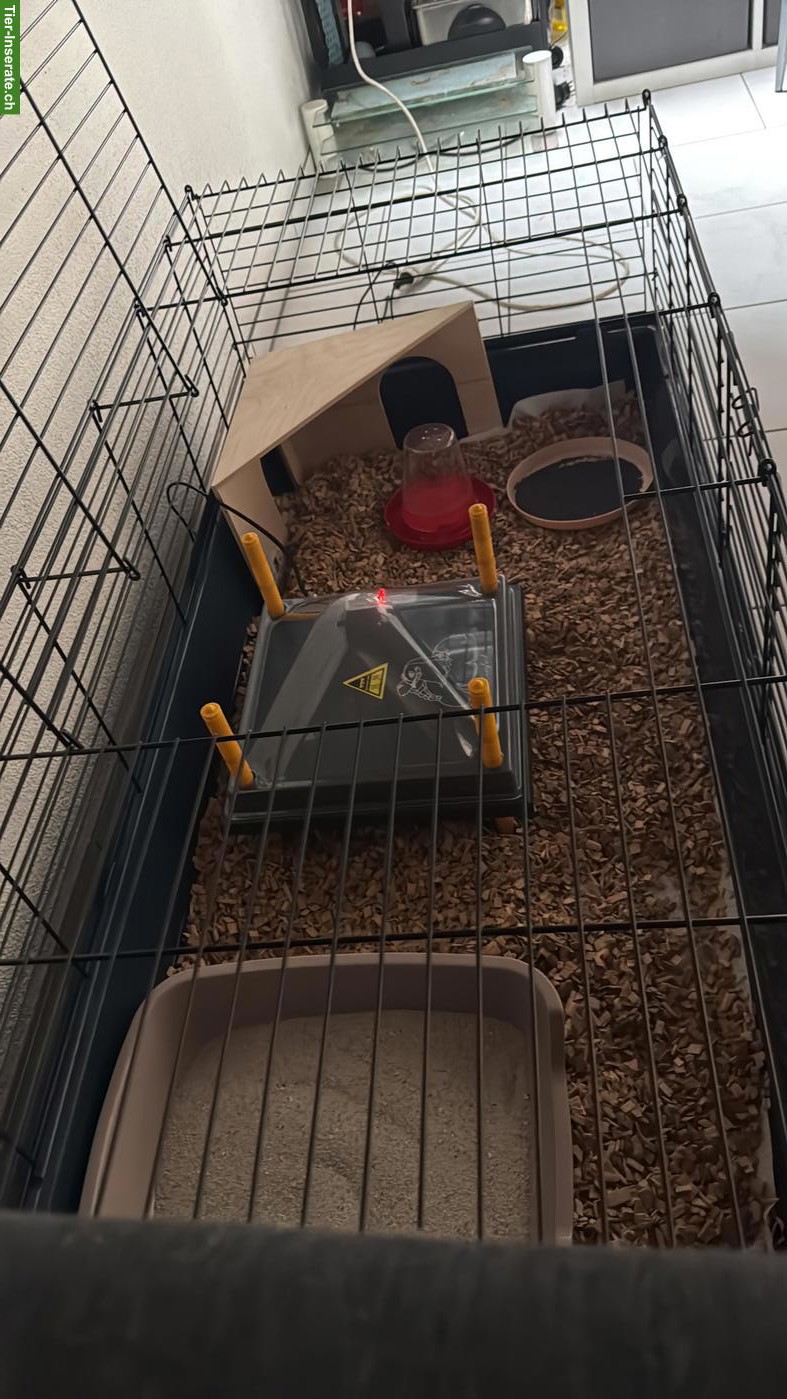 Bild 2: 6 Wachtelküken suchen ein tolles Zuhause