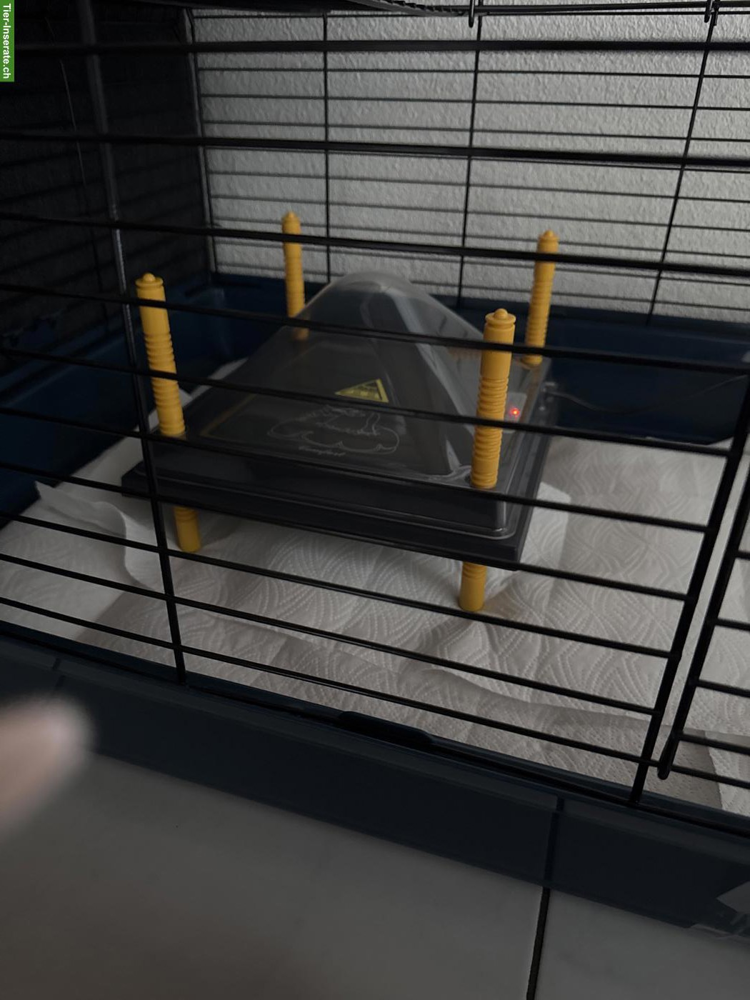 Bild 3: 6 Wachtelküken suchen ein tolles Zuhause