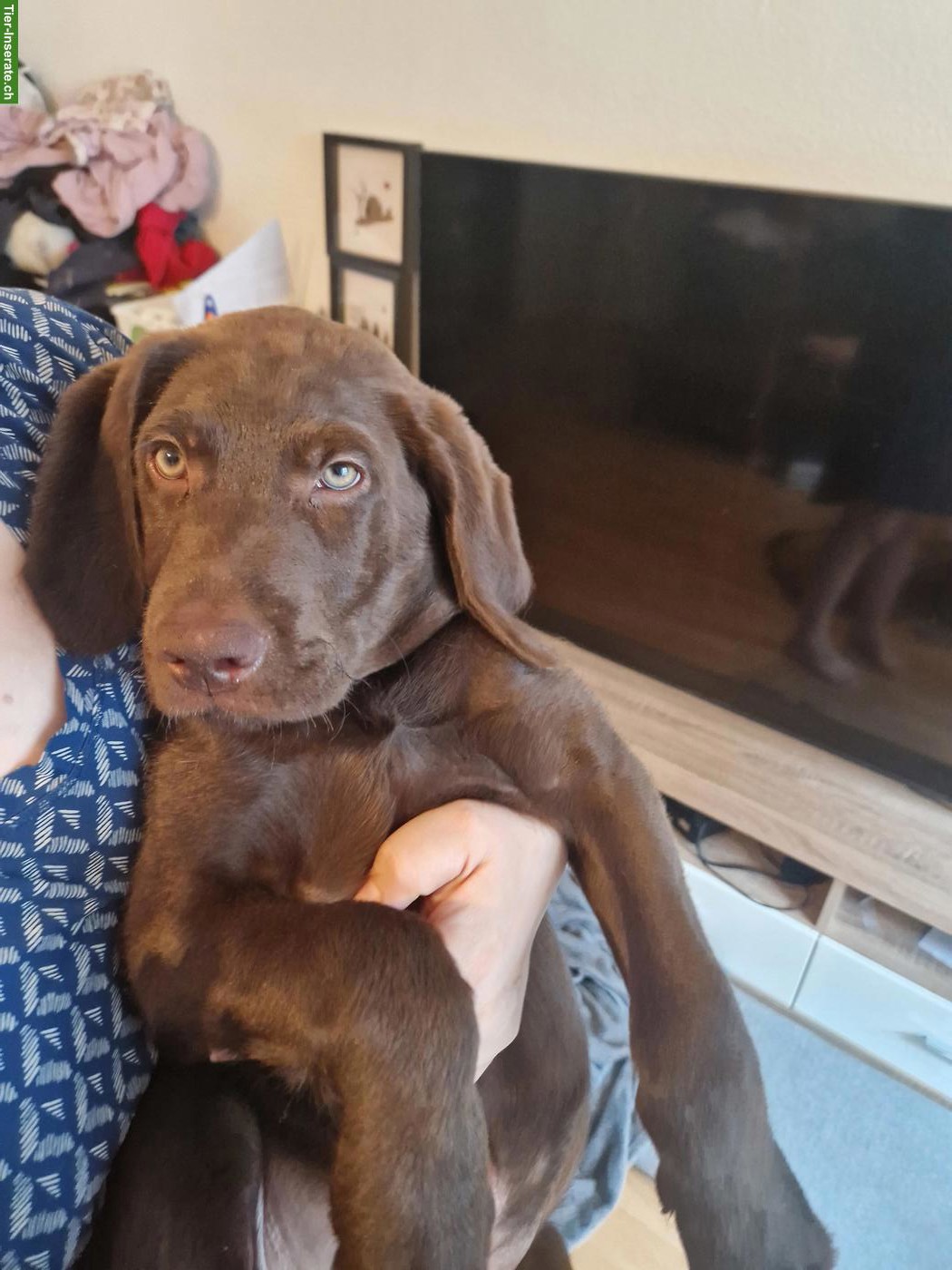 Reinrassiger Labrador Welpe, schokobraun