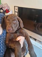 Reinrassiger Labrador Welpe, schokobraun
