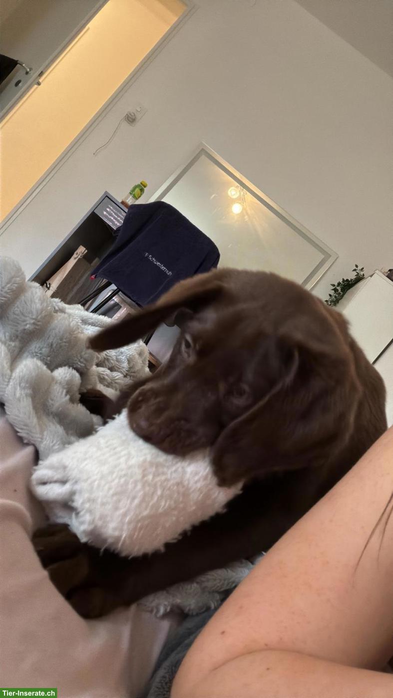 Bild 2: Reinrassiger Labrador Welpe, schokobraun