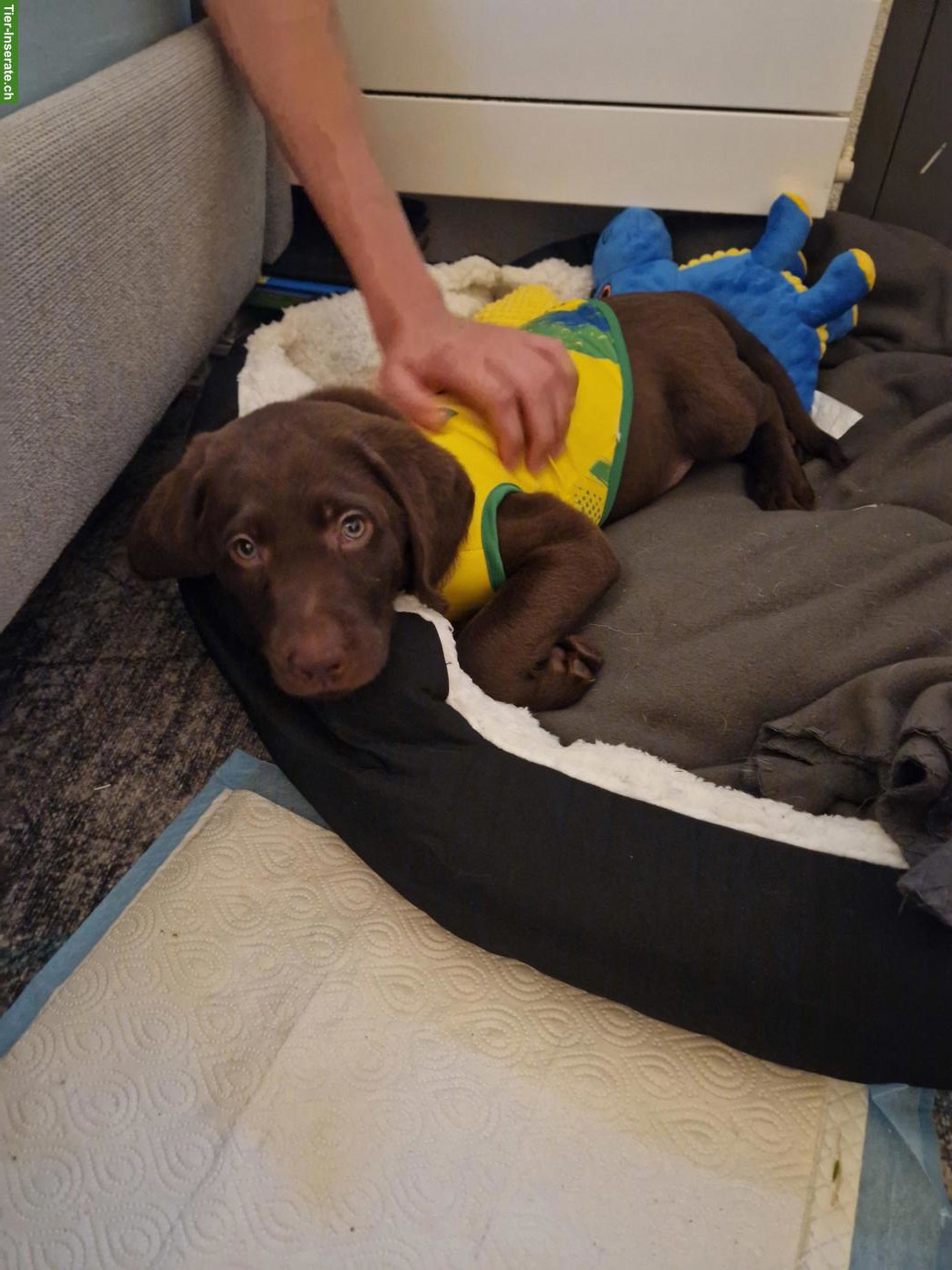 Bild 3: Reinrassiger Labrador Welpe, schokobraun