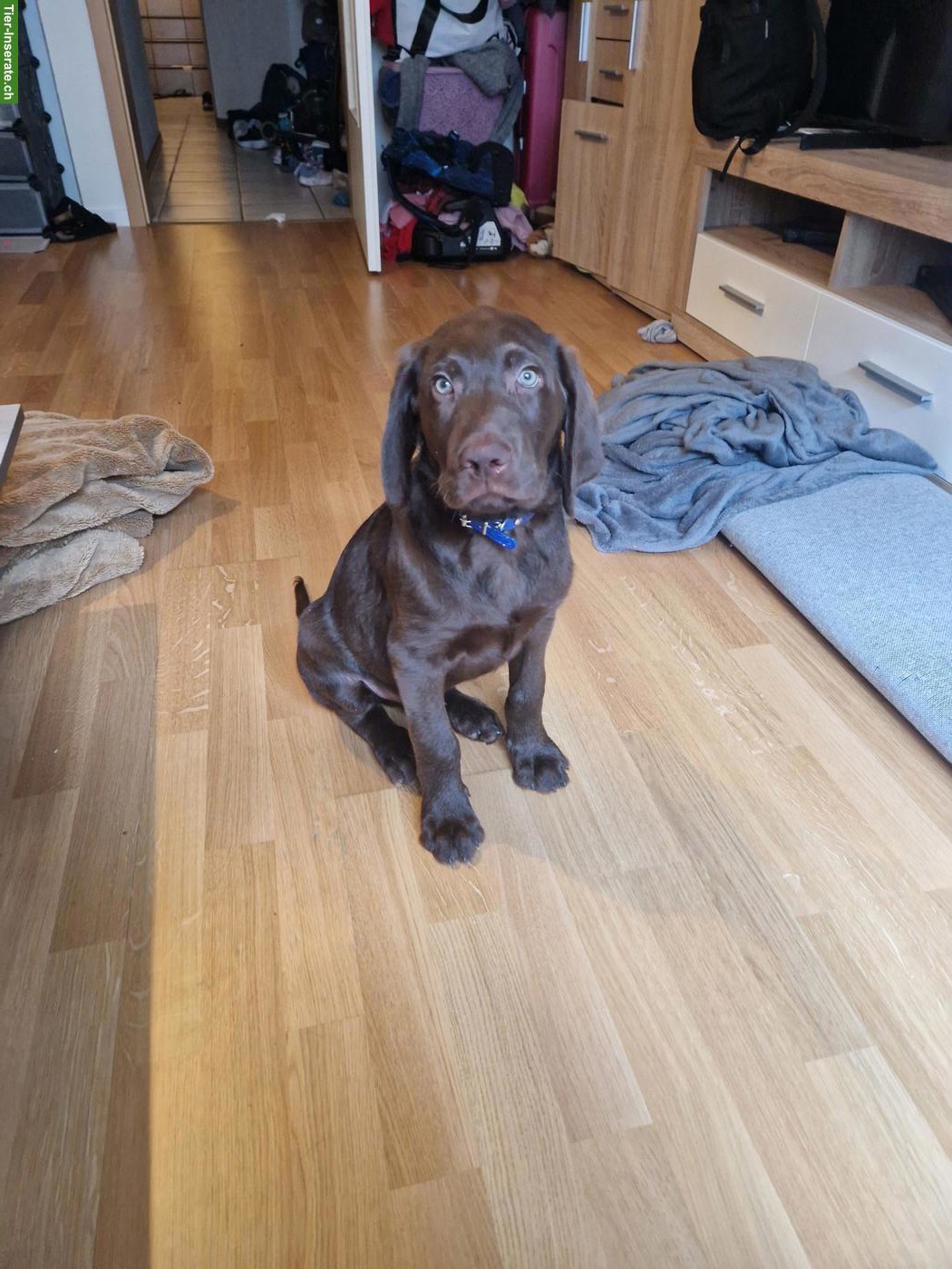 Bild 4: Reinrassiger Labrador Welpe, schokobraun