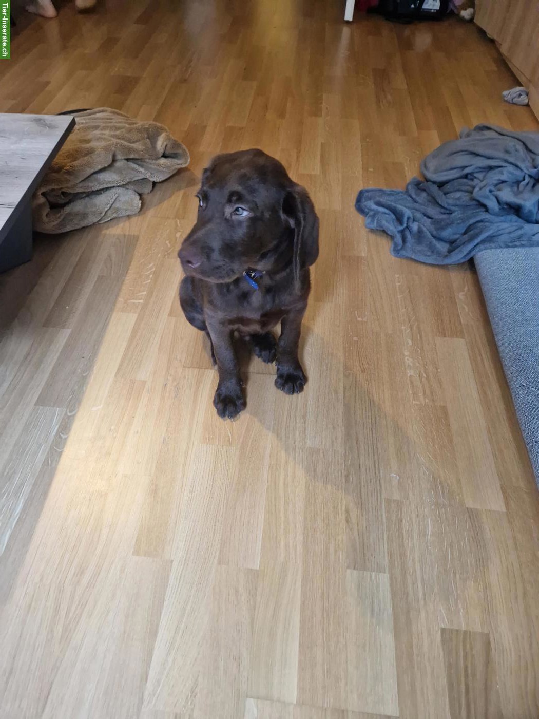 Bild 5: Reinrassiger Labrador Welpe, schokobraun