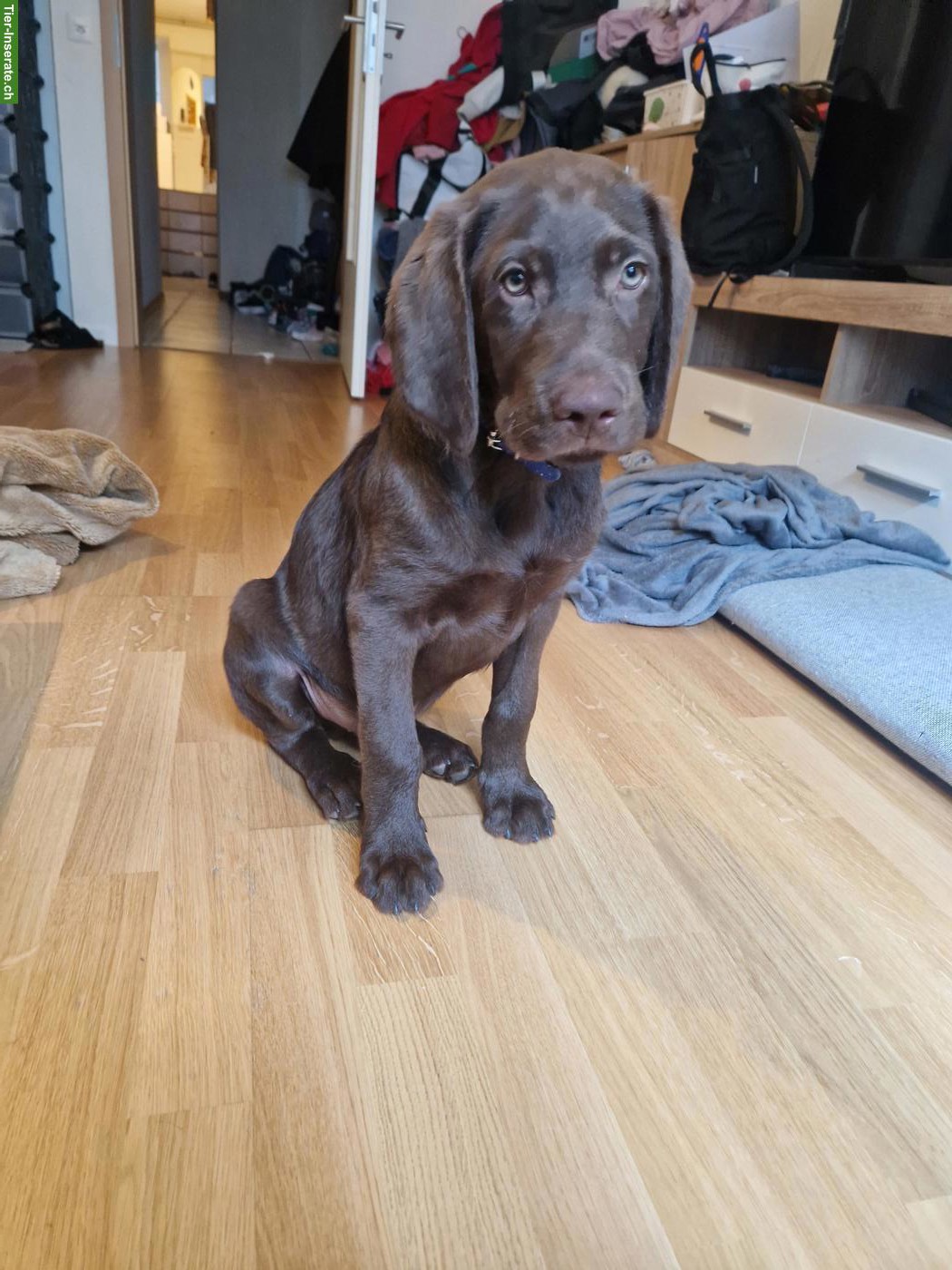 Bild 6: Reinrassiger Labrador Welpe, schokobraun