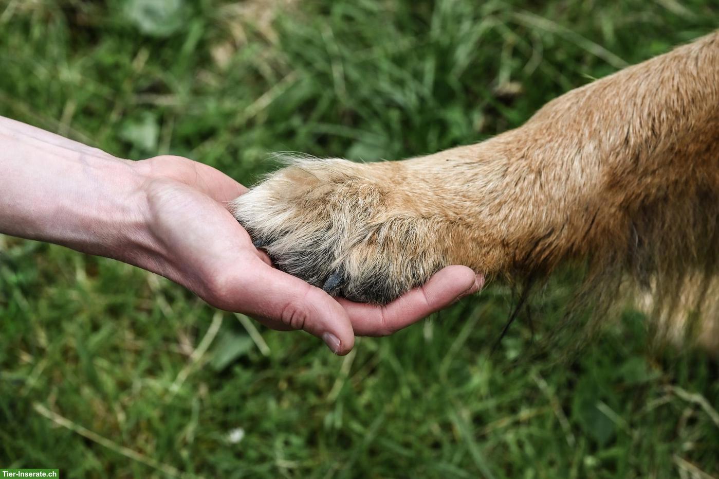 Reiki für Tiere und Tierkommunikation