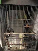 3 Halsbandsittiche mit Voliere zu verkaufen