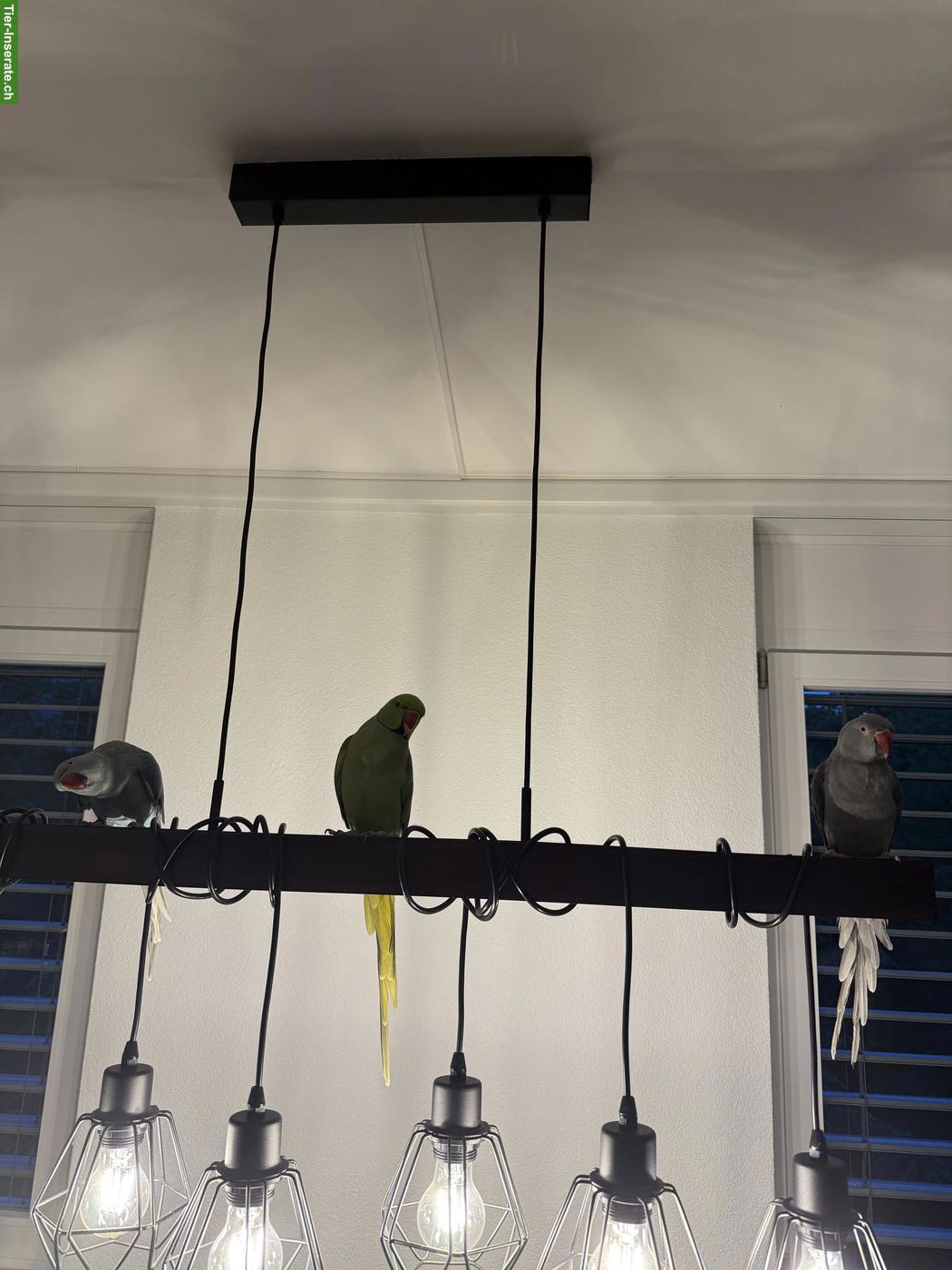 Bild 2: 3 Halsbandsittiche mit Voliere zu verkaufen