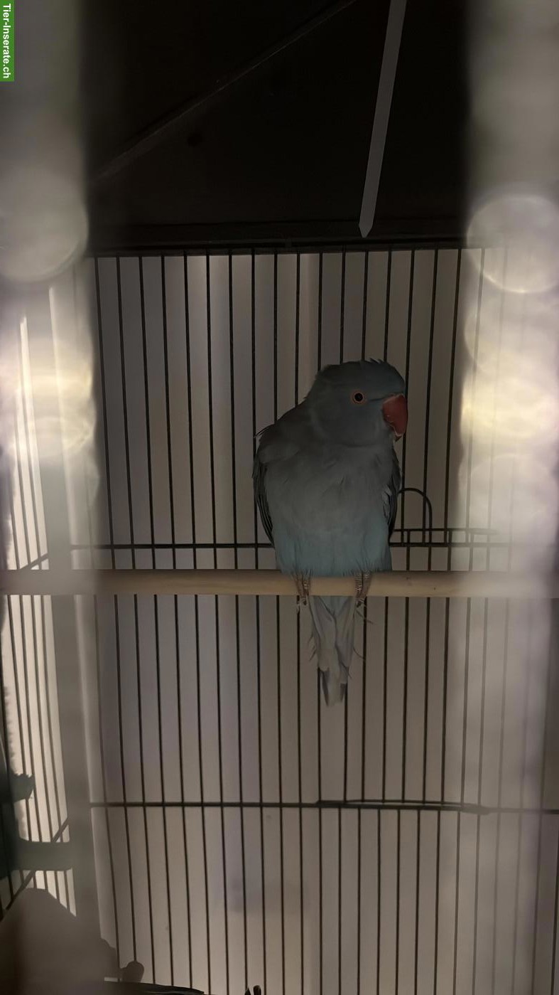 Bild 3: 3 Halsbandsittiche mit Voliere zu verkaufen