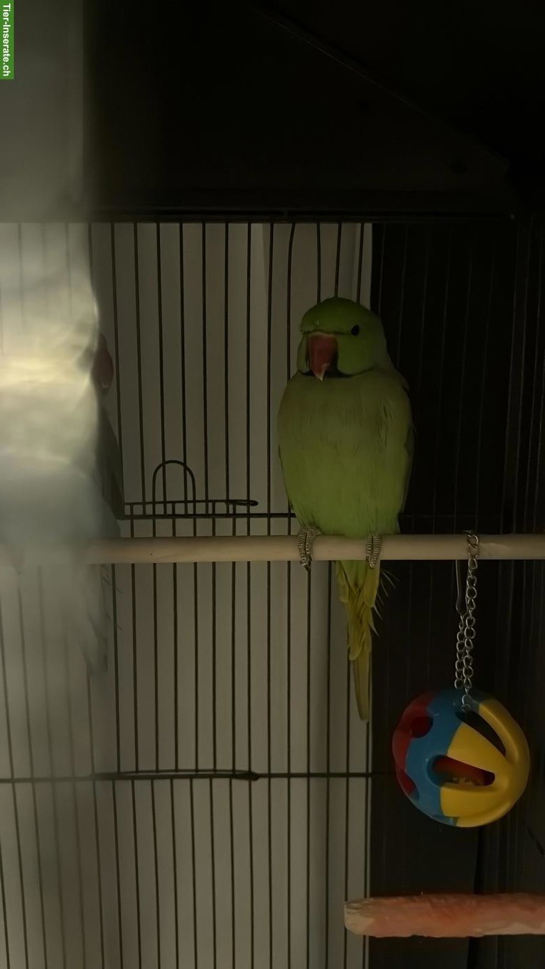 Bild 4: 3 Halsbandsittiche mit Voliere zu verkaufen
