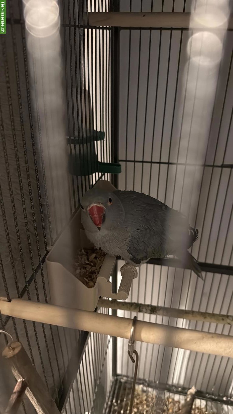 Bild 5: 3 Halsbandsittiche mit Voliere zu verkaufen