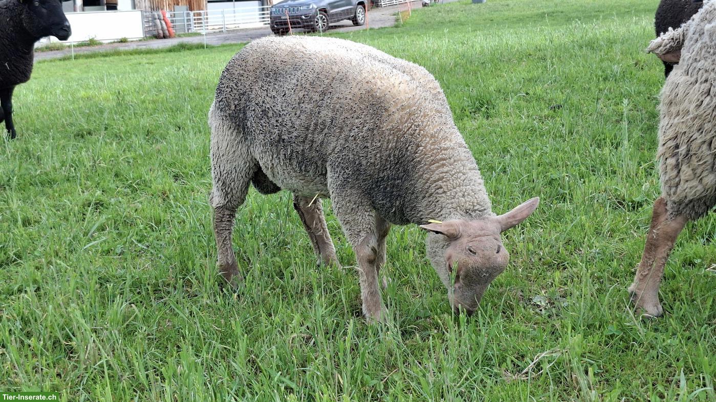 Junge Charolais Widder