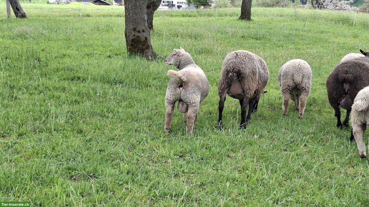 Bild 2: Junge Charolais Widder