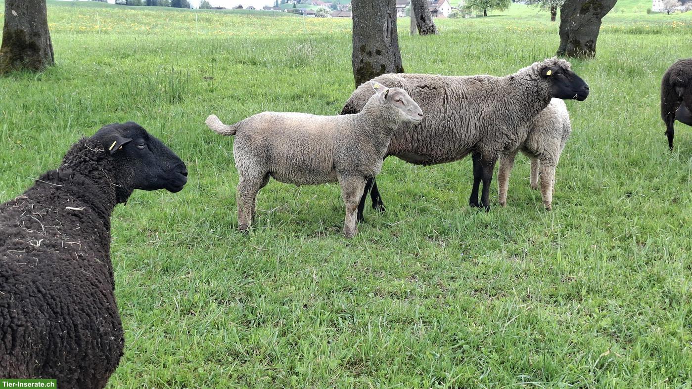 Bild 3: Junge Charolais Widder